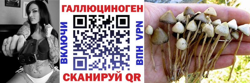 даркнет сайт  Жуков  Псилоцибиновые грибы Psilocybe 